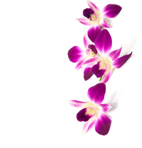 istock Four flowers of orchid isolated on  a white background.   Selective focus. 816321700