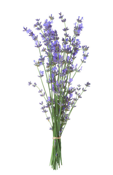 istock Bundle of lavender isolated on white background. 816324156