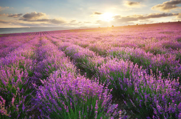 istock Meadow of lavender. 816324284