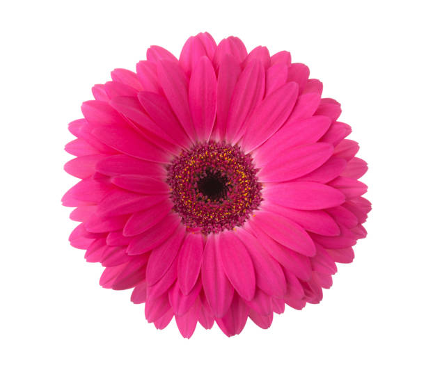 istock Pink gerbera flower isolated on white background. 816324536