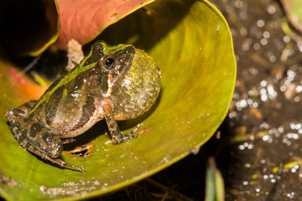 florida cricket frog - marsh swamp plant water lily imagens e fotografias de stock