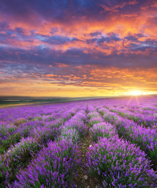 istock Meadow of lavender. 816325118