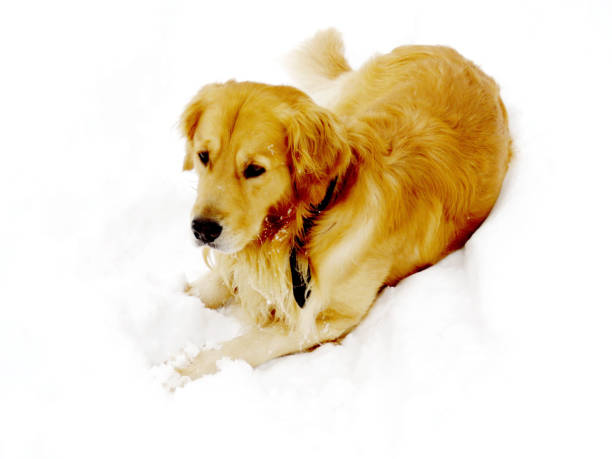 istock Thornhill dog in the snow 2016 816329256