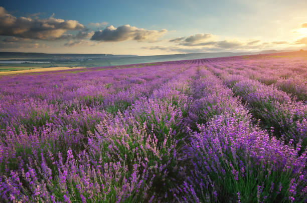 istock Meadow of lavender. 816329316