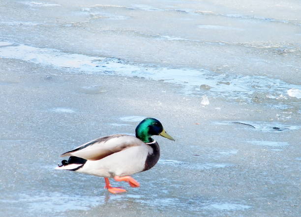 istock Thornhill Duck Walking on Ice 2010 816329344