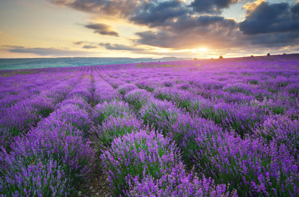 istock Meadow of lavender. 816329602