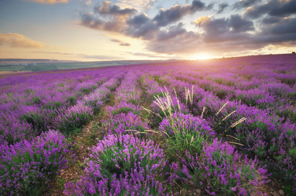 istock Meadow of lavender. 816329700