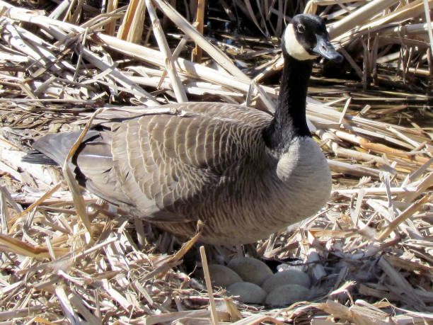 istock Thornhill Goose cares for its eggs 2011 816329984