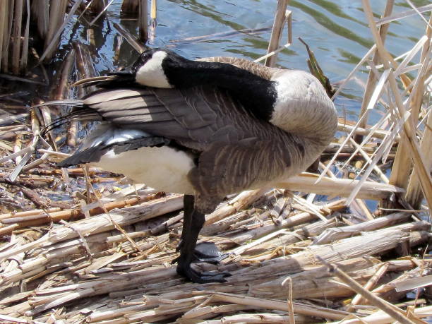 Thornhill Goose cleaning feather 2011