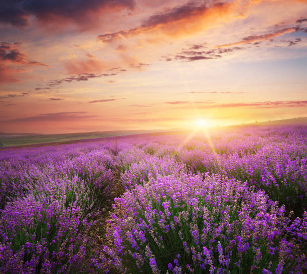 istock Meadow of lavender. 816330044