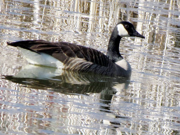 Thornhill Goose floats the reeds 2011