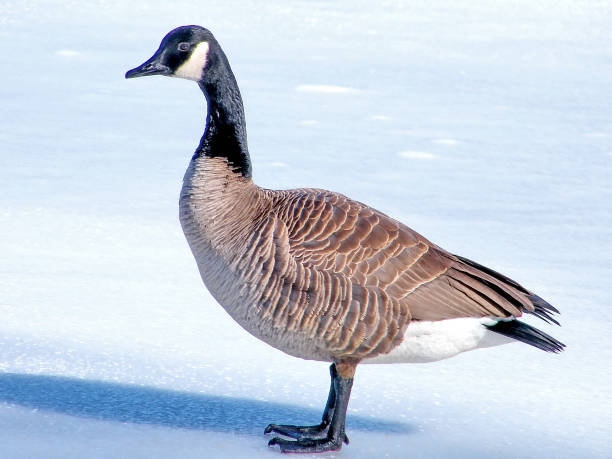 istock Thornhill Goose on ice 2011 816330226