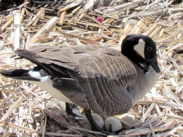 istock Thornhill Goose sits on eggs 2011 816330318