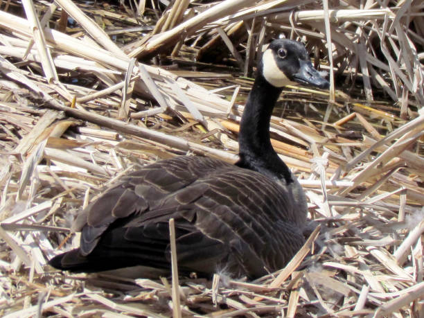 istock Thornhill Goose sitting on eggs 2011 816330348
