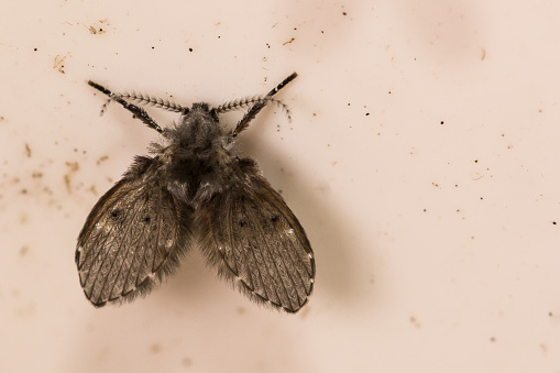 A close up of a Moth Fly in a drain pipe.