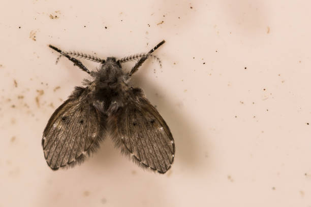 moth fly - mosca imagens e fotografias de stock