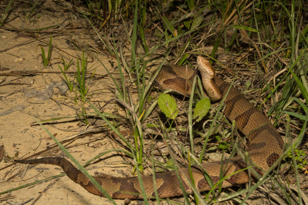 Southern Copperhead Snake A Southern Copperhead Snake in Florida southern copperhead stock pictures, royalty-free photos & images