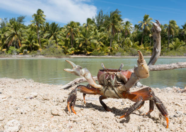 istock Tupac Crab Near Lagoon 816341722