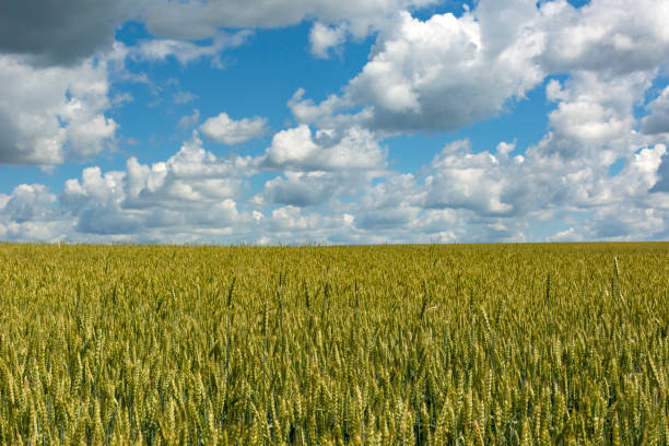 istock field sown with wheat, cereals, blue sky with clouds 816342220