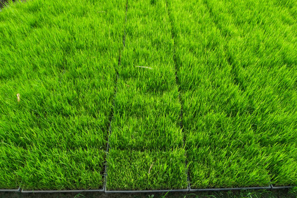istock Rice plots for sale. 816342408