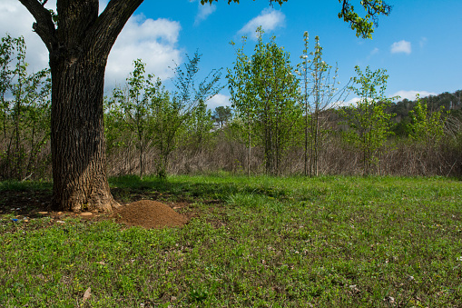 A large Fire Ant mound at the base of a tree at Pigeon Mountain Georgia.