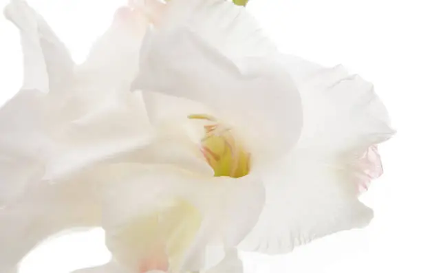 gladiolus flower on a white background