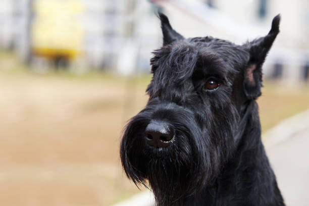 le schnauzer géant - giant schnauzer photos et images de collection