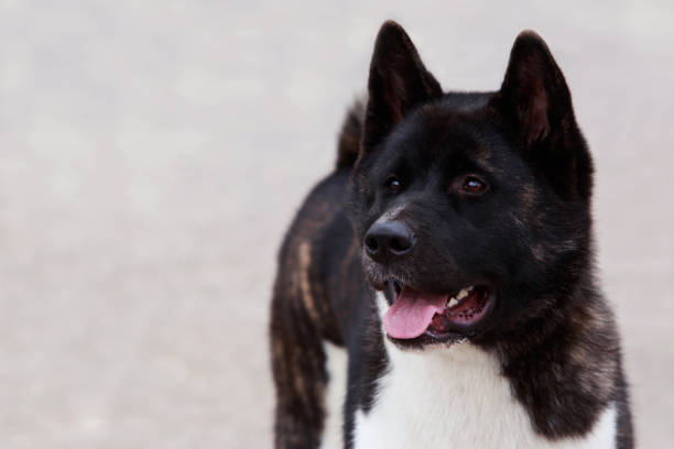 istock Dog breed American Akita 816361262