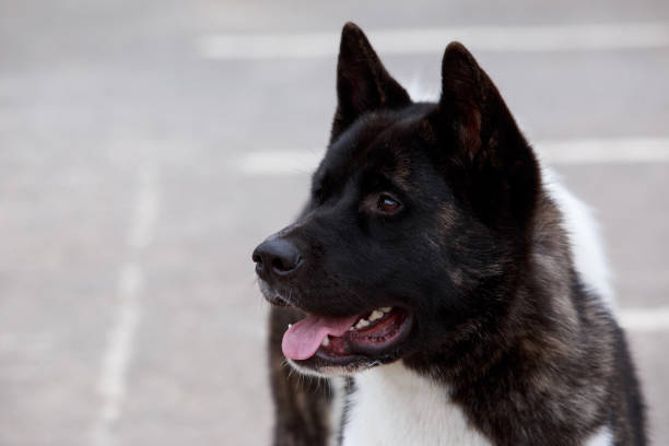 istock Dog breed American Akita 816361376