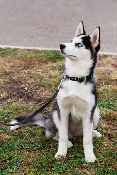 istock Dog puppy breed Siberian husky 816362034