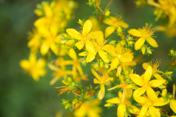 das johanniskraut blüht selektiven fokus - hypericum stock-fotos und bilder