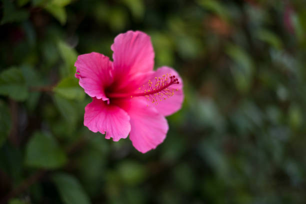 Pink Hibiscus stock photo