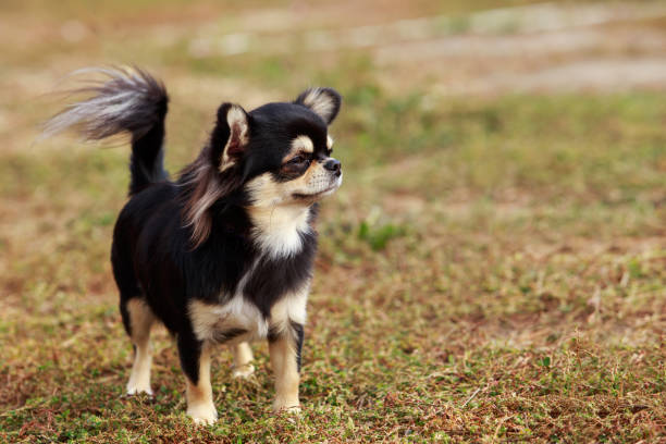 istock Dog breed chihuahua 816371344
