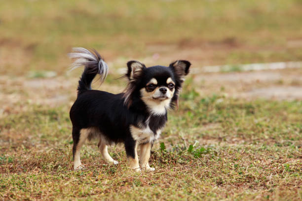 istock Dog breed chihuahua 816371428