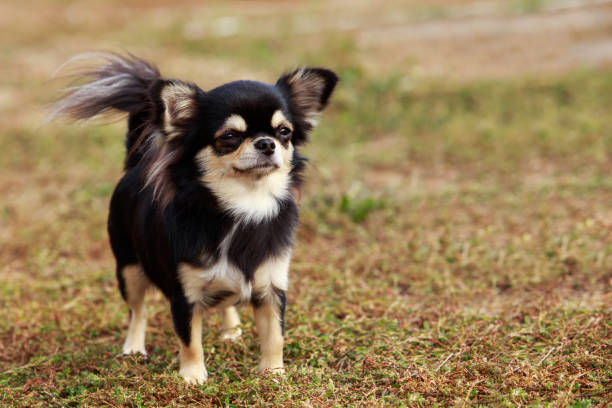 istock Dog breed chihuahua 816371546