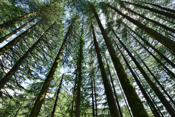 bosque siempre verde de pinos - pine nut tree pine tree pine cone fotografías e imágenes de stock