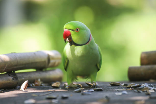 Alexandrine parrot, beautiful male Alexandrine Parakeet (Psittacula eupatria) eatting something Alexandrine parrot, beautiful male Alexandrine Parakeet (Psittacula eupatria) eating something male alexandrine parakeet (psittacula eupatria) stock pictures, royalty-free photos & images