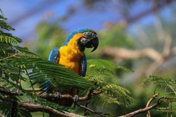 istock Sign of Amazon, Beautiful macaws parrot 816371952