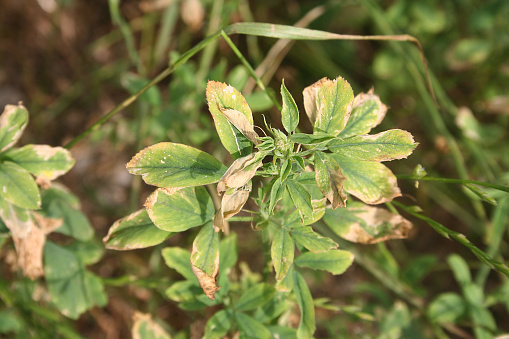 Drought on a alfalfa field. Medicago sativa plant