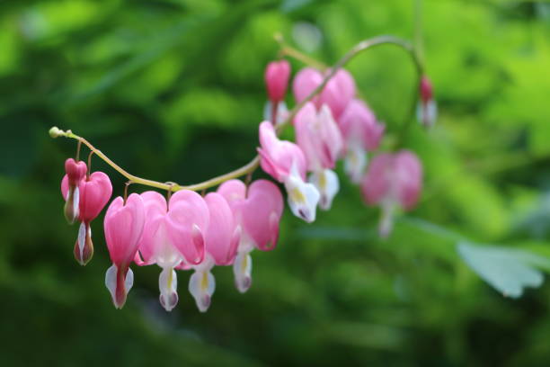 istock Purple white blooming Lamprocapnos spectabilis 816383236