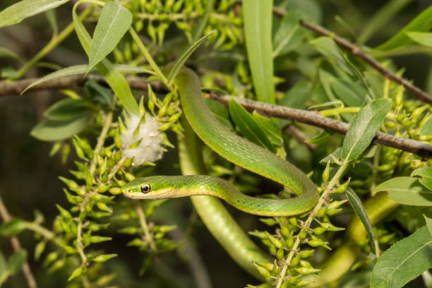 istock Rough Green Snake 816386136