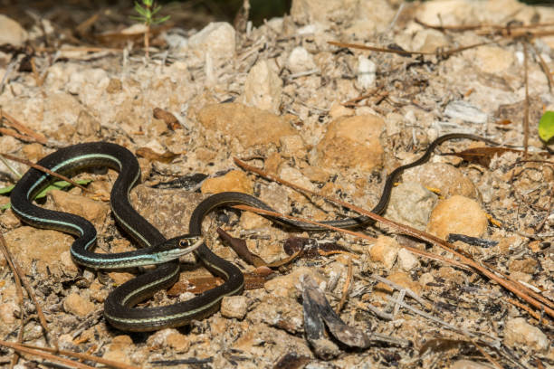 istock Bluestripe Ribbon Snake 816386714