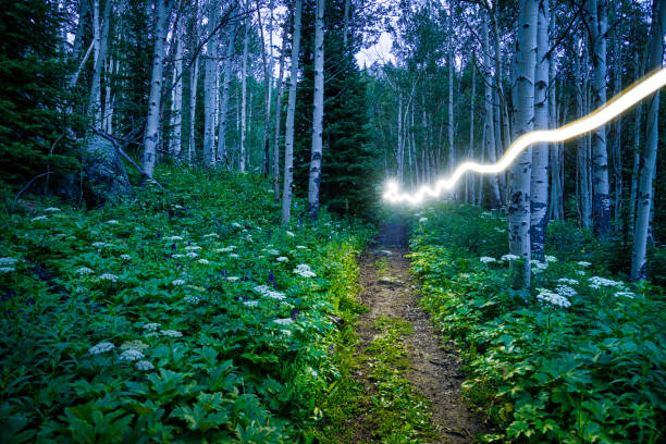 istock Hiking with Headlamp through Mountain Aspen Forest 816391546
