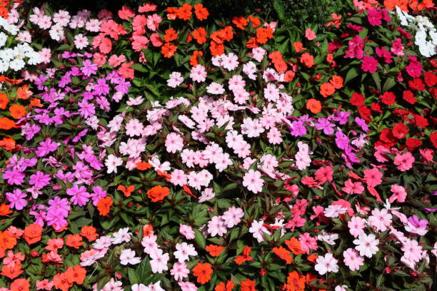 istock Flowerbed with various types of Impatiens in summer 816394688