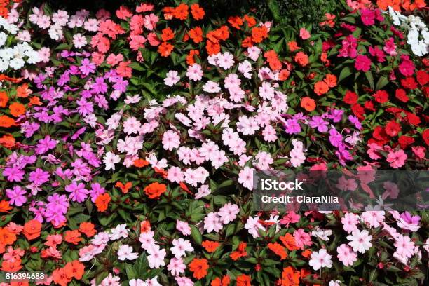Foto de Canteiro De Flores Com Vários Tipos De Impatiens No Verão e mais  fotos de stock de Balsâmina dos Himalaias - iStock