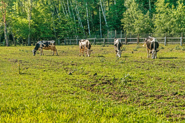 czarno-białe krowy mleczne wypasające się na miejscu dla krów letnich w przewodzie mezhyhirye w pobliżu kijowa. - farm fence landscape rural scene zdjęcia i obrazy z banku zdjęć