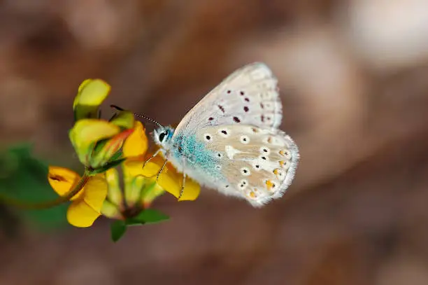 butterfly in closeup photo with macro lenses