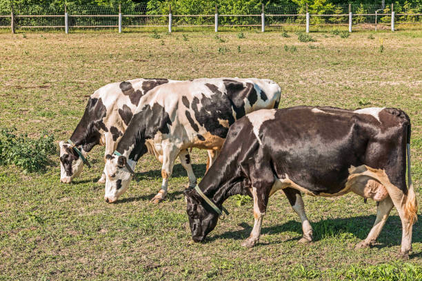 czarno-białe krowy mleczne wypasające się na miejscu dla krów letnich w przewodzie mezhyhirye w pobliżu kijowa. - farm fence landscape rural scene zdjęcia i obrazy z banku zdjęć