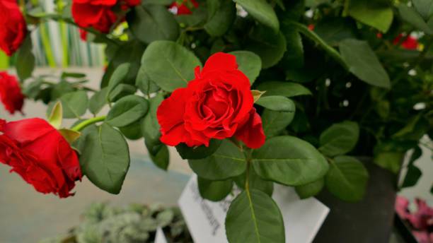 istock Red roses in the garden 816402126