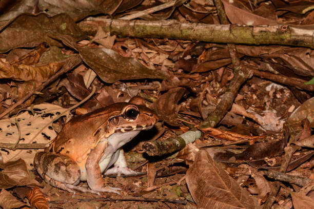 istock Smoky Jungle Frog 816402196